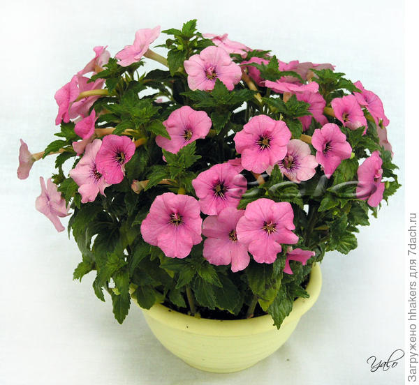 Фото с сайта frauflora.ru