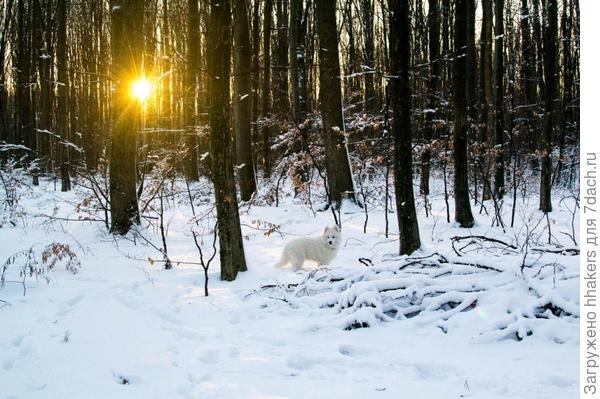 Арктическая лиса