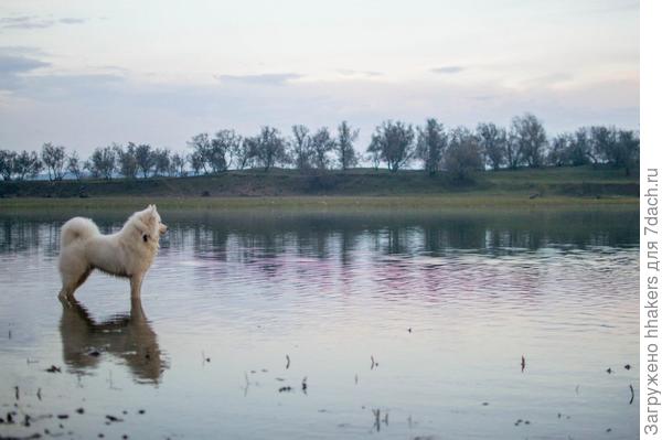 Мой белопоп!