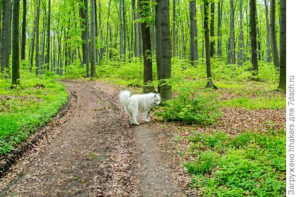 Излюбленная лесная дорога