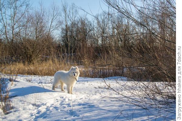 Хозяин, ты где?