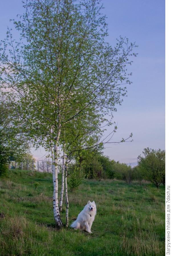 В полтора года Моби уже привык, что я прошу его позировать мне