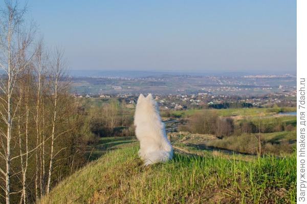 Собрал всех клещей из травы и сидит на панораму города смотрит