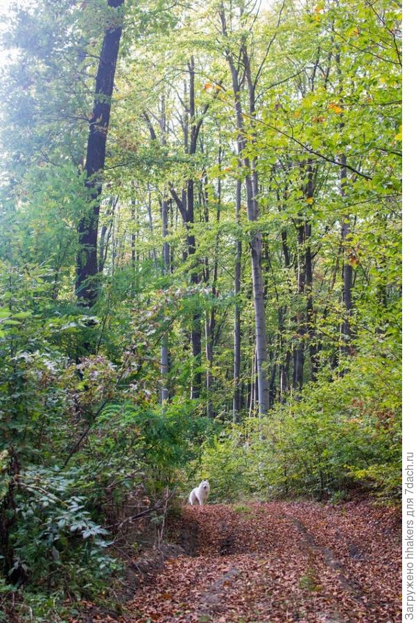 Лесные тропы