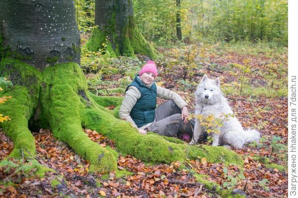 Ищем опята в лесу. Моби находит только репейники