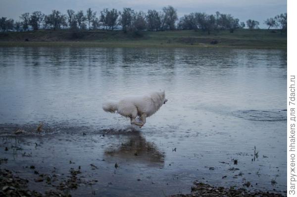 К водоемам Моби относится настороженно. Купаться не любит, а вот побродить по колено в воде - это можно. Ну и палочку принести!