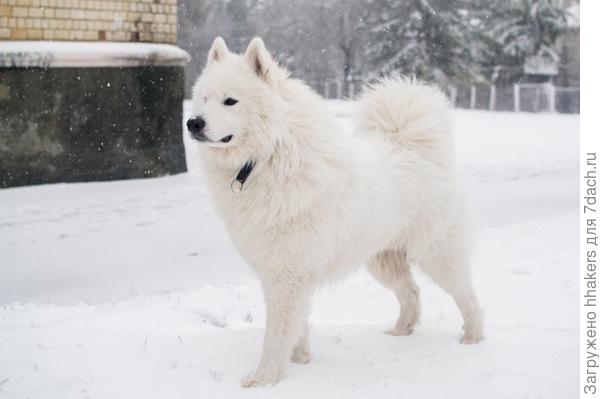 Самое лучшее утро - утро в снегу