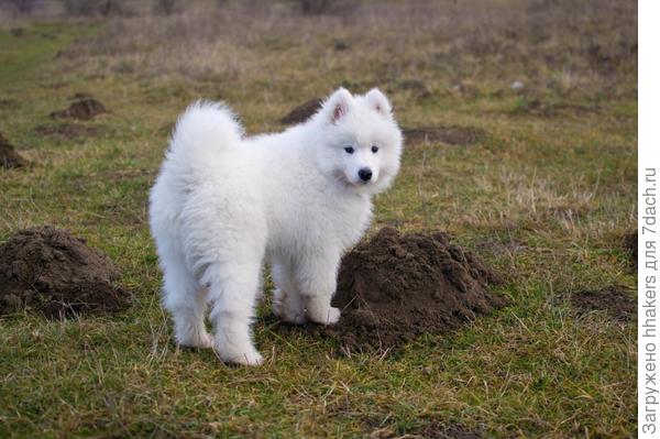 Малышонок исследует кротовьи норы