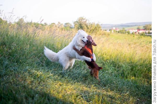 Привет, братишка!