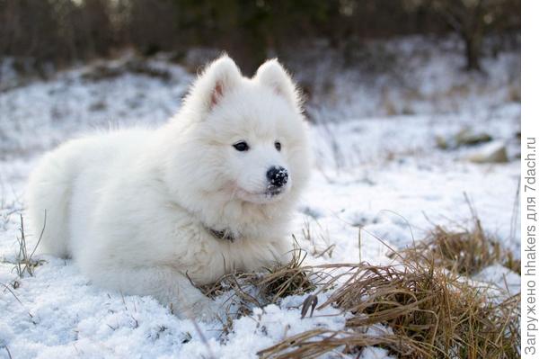 Маленький волосатый тюлень