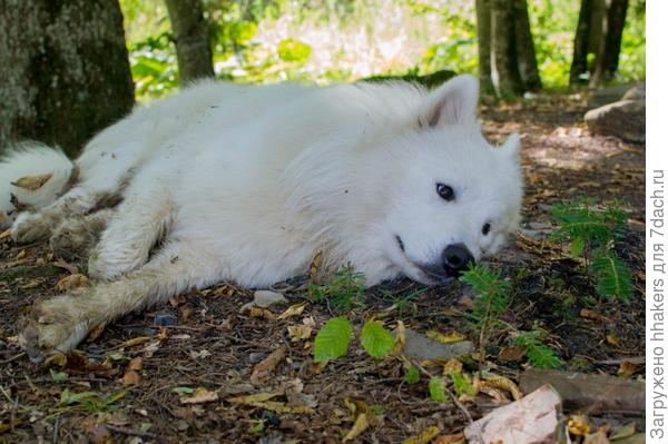 Устал искать грибы, которых нет