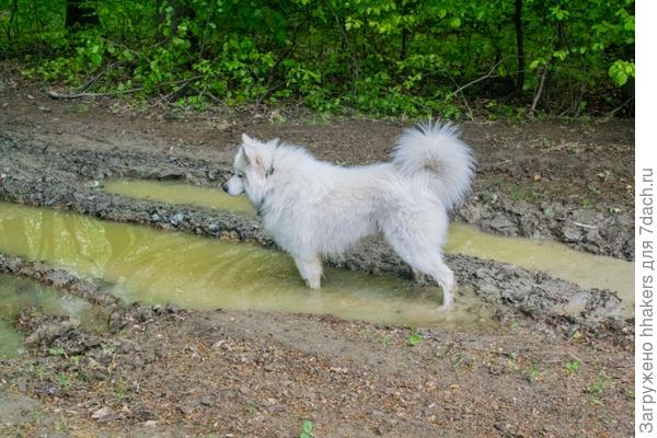 Кто бы мог подумать, что такой беленький пес - настоящая свинка! В лесу ни одна лужа не осталась непроверенной.