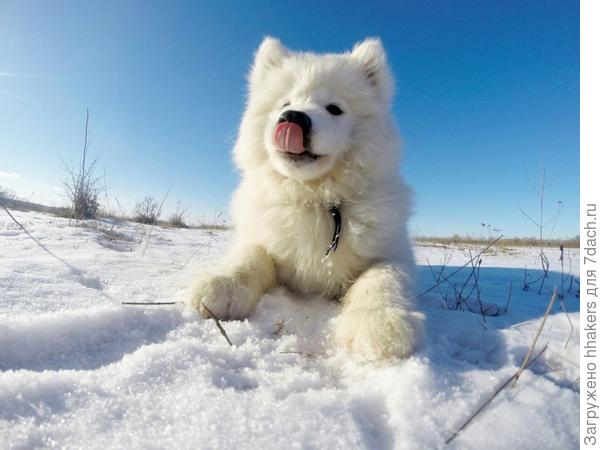 Первая зима для Моби. Он такой смешной в этот период - морда будто в маске