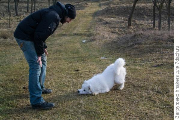 Когда нашкодил, и пытаешься загладить вину