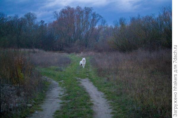 Вышел из лесу волчок