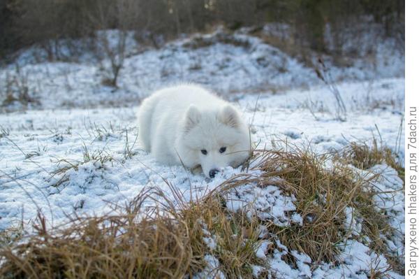Любовь к снегу в генах!