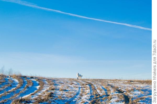 31 декабря. Пес в гипсе после перелома. Шикарный выдался денек