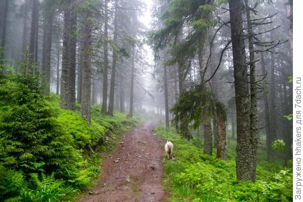 Рядом с вершиной горы Хомяк в Карпатах.