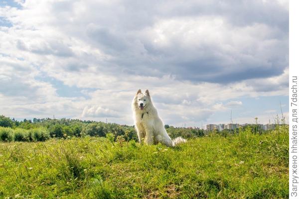 Разделся к лету, стал меньше