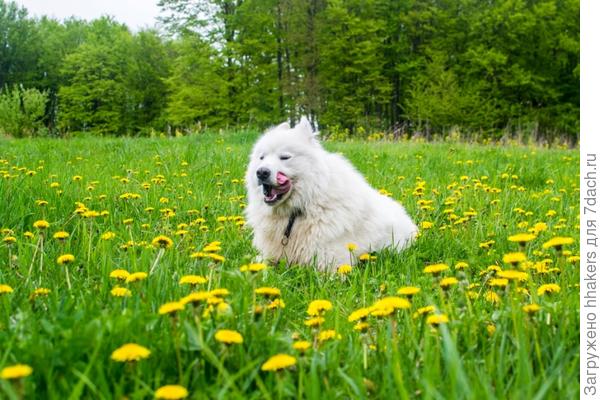 Хозяйка дает вкусняшки, если хорошо позировать