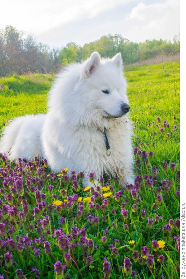 Царевич в цветочках