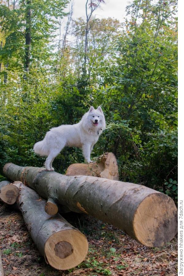 Видели когда-то самоедского горного козла-древолаза?)
