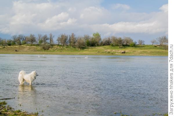 Пасет лебедей, которые проплывают по реке