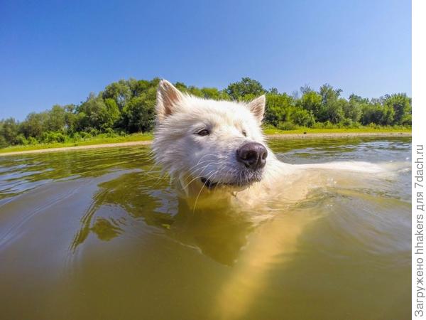 Первый и такой страшный заплыв