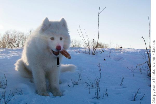 Дон Корлеоне