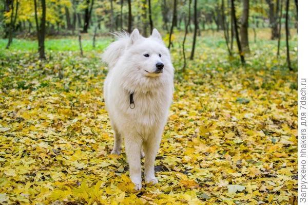 Золото осени