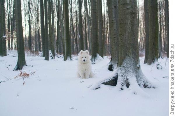 Волка вызывали?