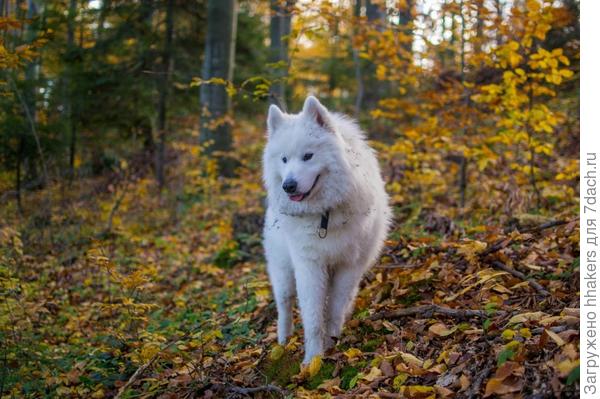 Моя Вселенная, я иду за тобой по следу!