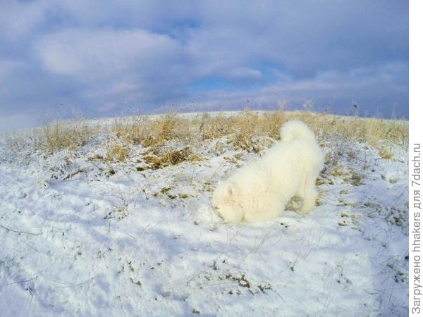 Реакция на снег - засунуть моську