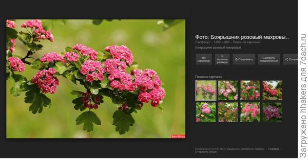 Боярышник розовый, как у нас :)