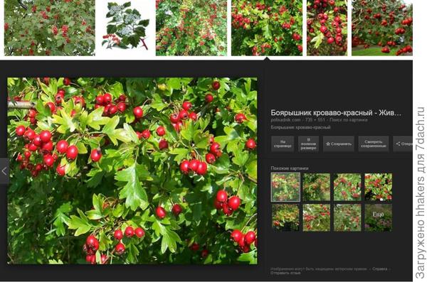 Боярышник кроваво-красный