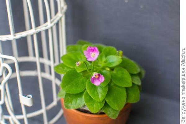 ЛЕ - Корона для Принцессы
