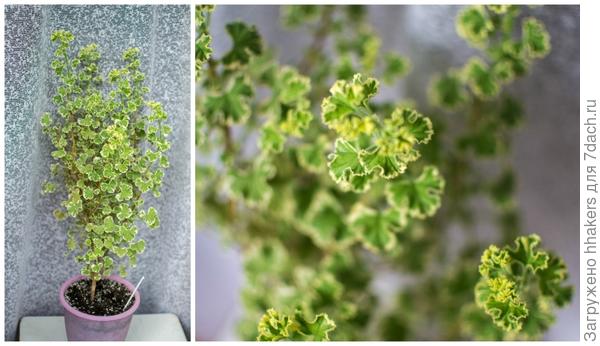 Crispum Variegatum