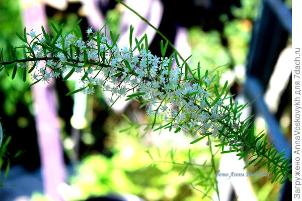 Цветёт очень обильно