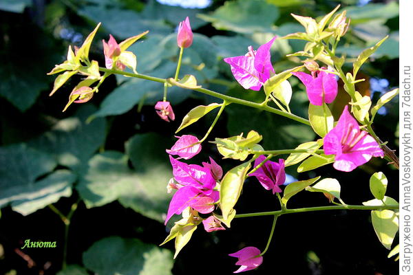 Это она у меня в саду.