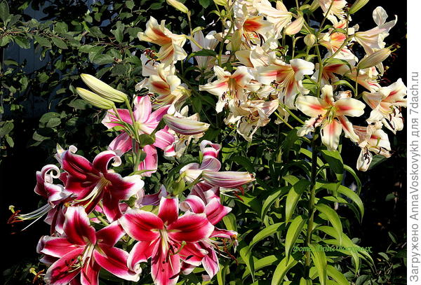ОТ-гибриды - пожалуй, самые красивые из всех садовых лилий