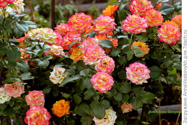 Он сказал, что она характером похожа на меня, никогда не знаешь, чего от меня ещё ждать