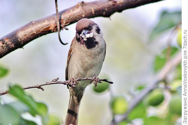 Смотрите, сколько этот красавчик, мой домовой воробей, нахапал всяких вредителей на абрикосе.