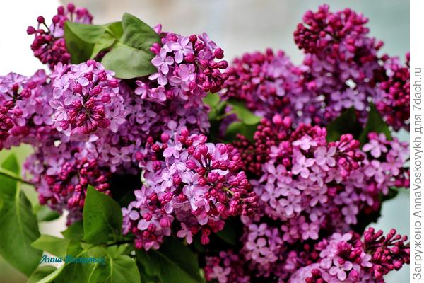 Букетик на счастье!