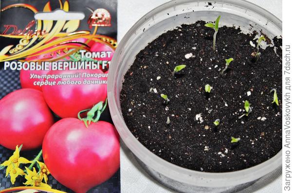 Самые первые всходы томатов "Розовые вершины".