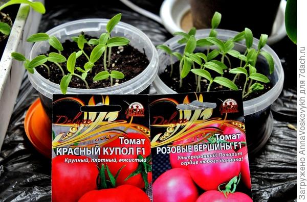 Дружно растут мои томатики.