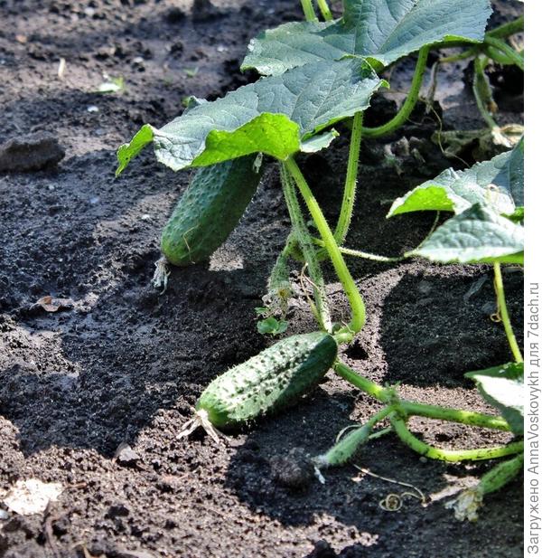 Вкусные, хрустящие, сладкие, без горечи, и несмотря на неравномерные поливы и сумасшедшую жару совсем без пустот внутри.