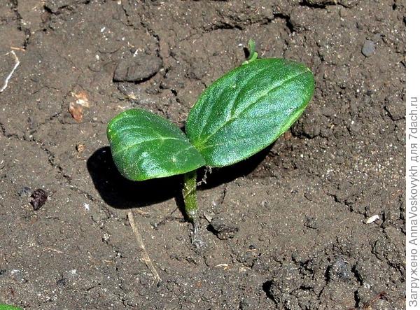 3 июня огурцы начали всходить.