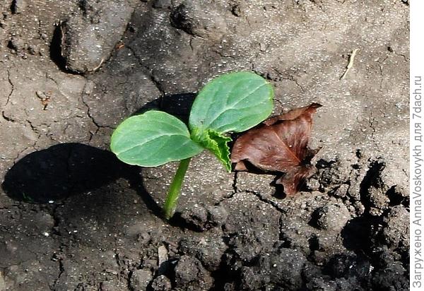 12 июня появился первый настоящий листочек.