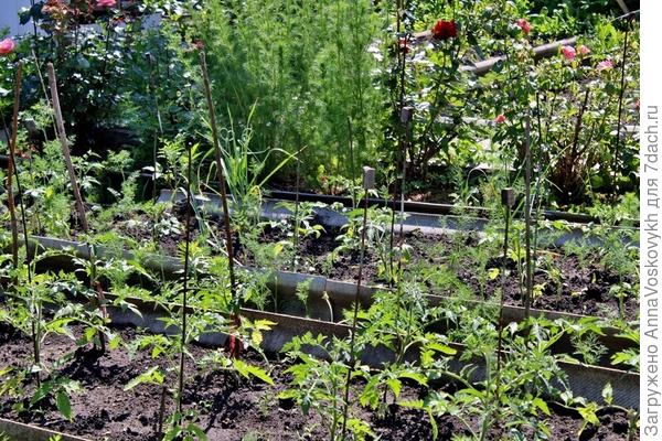 3 июня в возрасте 60 дней рассада высажена в грунт. Поставлены опоры