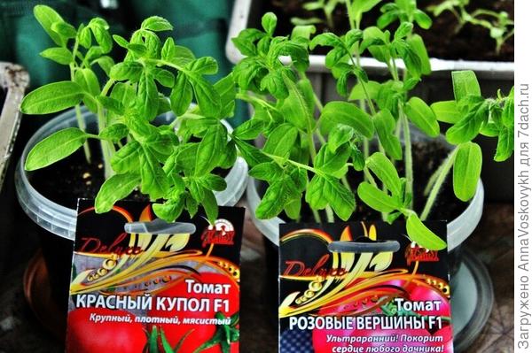 Рассада готова к пикировке